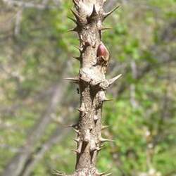 Aralia elata     dried berries Japanese Angelica Tree, Japanese Aralia seed for sale 