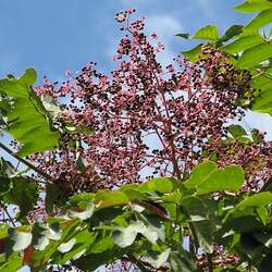 Aralia elata     clean seed Japanese Angelica Tree, Japanese Aralia seed for sale 