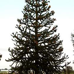 Araucaria araucana Monkeypuzzle Tree, Monkey Puzzle Tree seed for sale 