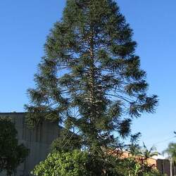 Araucaria bidwillii Bunya Bunya, Bunya - Bunya Pine, Bunya Pine, Bunya Bunya Tree, False Monkey Puzzle Tree seed for sale 