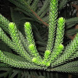 Araucaria columnaris x heterophylla New Caledonia Pine, Cook Pine seed for sale 