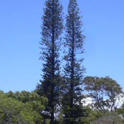 Araucaria columnaris x heterophylla New Caledonia Pine, Cook Pine seed for sale 