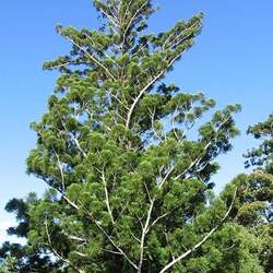 Araucaria cunninghamii Moreton Bay Pine, Hoop Pine, Colonial Pine, Queensland Pine seed for sale 