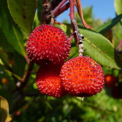 Arbutus unedo Strawberry Tree, Strawberry Madrone seed for sale 