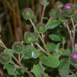 Arctium minus Lesser Burdock, Common Burdock, Burdock, Clotbur seed for sale 