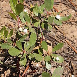 Arctostaphylos nevadensis Pinemat Manzanita, Pine-mat Manzanita, Hardy Manzanita seed for sale 