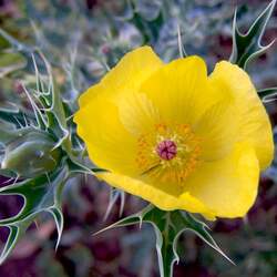 Argemone mexicana Mexican Pricklypoppy seed for sale 