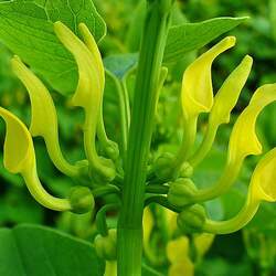 Aristolochia clematitis Birthwort seed for sale 