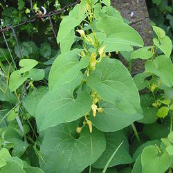 Aristolochia clematitis Birthwort seed for sale 