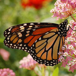 Asclepias incarnata Swamp Milkweed seed for sale 