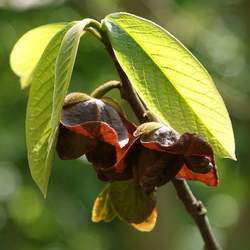 Asimina triloba   Nyomi's Delicious Nyomi's Delicious Pawpaw seed for sale 