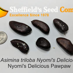 Asimina triloba   Nyomi's Delicious Nyomi's Delicious Pawpaw seed for sale 