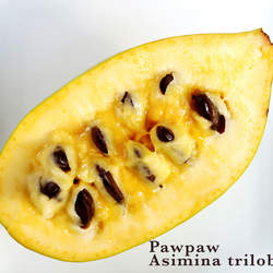 Asimina triloba   Select Seed Selected Common Pawpaw seed for sale 