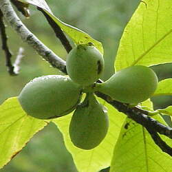 Asimina triloba   Nyomi's Delicious Nyomi's Delicious Pawpaw seed for sale 