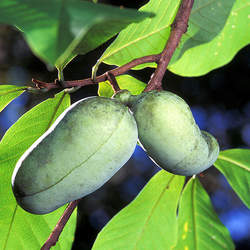 Asimina triloba   Nyomi's Delicious Nyomi's Delicious Pawpaw seed for sale 