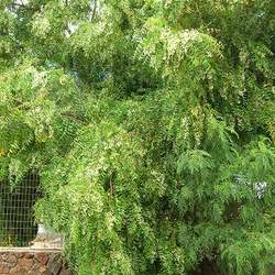 Azadirachta indica Neem, Village Pharmacy, Nature's Drugstore, Heal All, Divine Tree seed for sale 