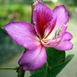 Bauhinia variegata Mountain Ebony, Orchid Tree seed for sale 