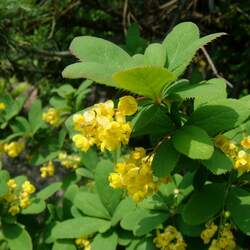 Berberis amurensis Amur Barberry seed for sale 