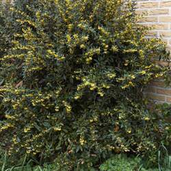 Berberis julianae Wintergreen Barberry seed for sale 