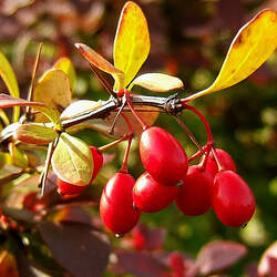 Berberis thunbergii Japanese Barberry seed for sale 