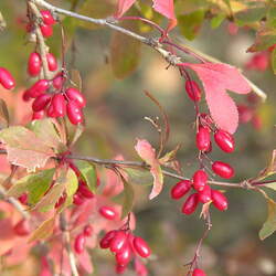 Berberis vulgaris Common Barberry, European Barberry seed for sale 