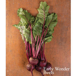 Beta vulgaris   Early Wonder Early Wonder Beet seed for sale 