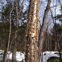 Betula alleghaniensis Yellow Birch seed for sale 