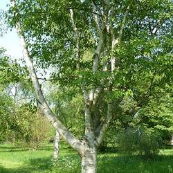 Betula luminifera Shinybark Birch seed for sale 