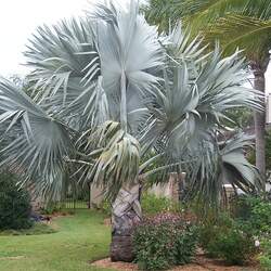 Bismarckia nobilis 'Silver' Silver Bismarck Palm, Bismarck Palm seed for sale 