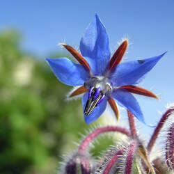 Borago officinalis Common Borage, Borage seed for sale 