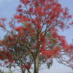 Brachychiton acerifolius Flame Bottletree, Flame Tree seed for sale 