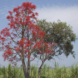 Brachychiton acerifolius Flame Bottletree, Flame Tree seed for sale 