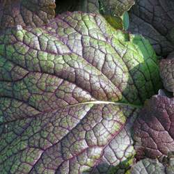 Brassica juncea  Red Giant Red Giant Mustard Greens , Japanese Mustard seed for sale 