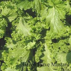 Brassica juncea  Green Wave Green Wave Mustard seed for sale 