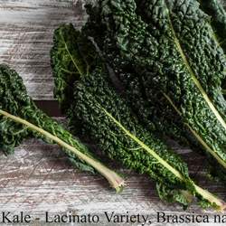 Brassica napus  Lacinato Lacinato Kale, Dinosaur Kale seed for sale 