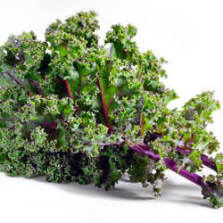 Brassica napus  Red Russian Red Russian Kale seed for sale 