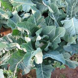 Brassica oleracea   Vates Vates Collards seed for sale 