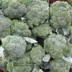 Brassica oleracea italica Waltham 29 Broccoli, Waltham 29 Broccoli seed for sale 