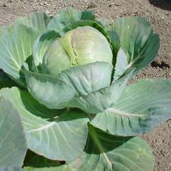 Brassica oleracea  Late Flat Dutch Cabbage, Late Flat Dutch Cabbage seed for sale 