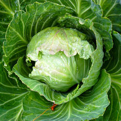 Brassica oleracea  Early Jersey Wakefield Early Jersey Wakefield Cabbage, Cabbage seed for sale 