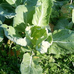 Brassica oleracea   Georgia Southern Georgia Southern Collards, Collards seed for sale 