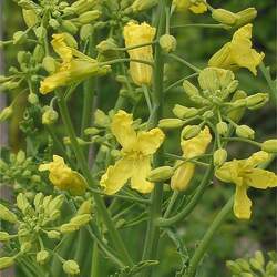 Brassica oleracea   Georgia Southern Georgia Southern Collards, Collards seed for sale 