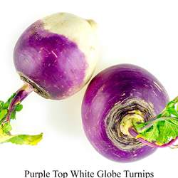 Brassica rapa   Purple Top White Globe Turnip, Purple Top White Globe Turnip seed for sale 