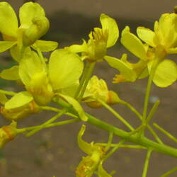 Caesalpinia velutina Totoposte, Palo Colorada, Chaperon blanco, Aripin seed for sale 