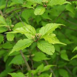 Callicarpa japonica   Leucocarpa White-berried Beautyberry seed for sale 