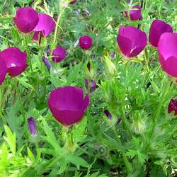 Callirhoe involucrata Purple Poppymallow, Purple Poppy Mallow seed for sale 