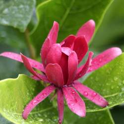 Calycanthus occidentalis Western Sweetshrub seed for sale 