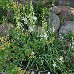 Camassia leichtlinii Large Camas seed for sale 