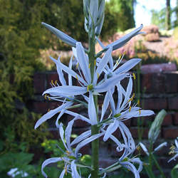 Camassia leichtlinii Large Camas seed for sale 