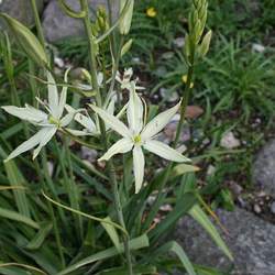 Camassia leichtlinii Large Camas seed for sale 